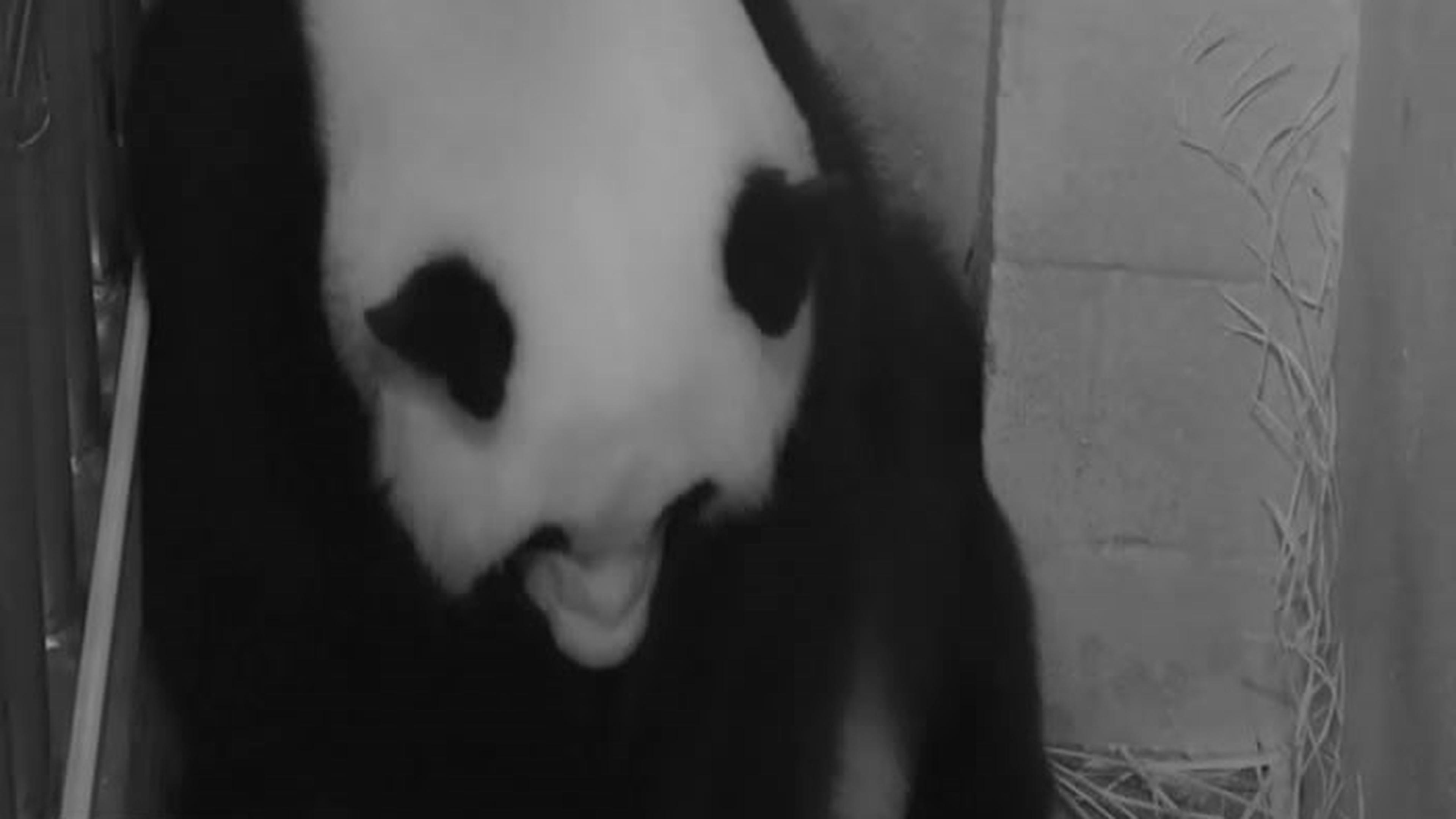 Panda surprises with birth of twins | Luxembourg Times